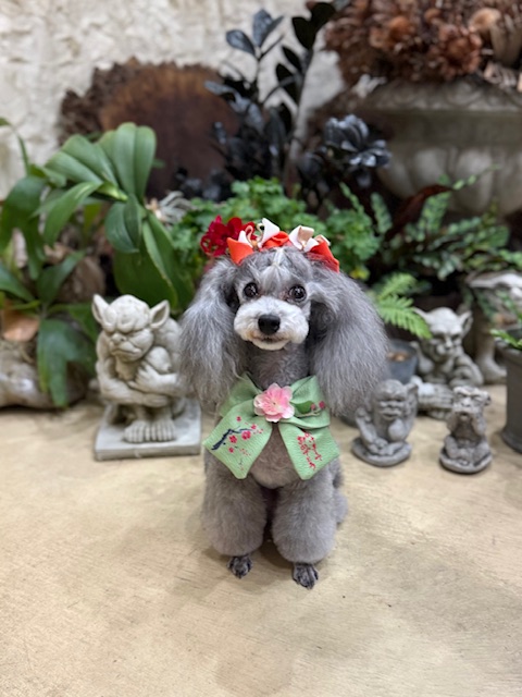 湘南の注文住宅を思わせる漆喰空間で整えたグレートイプードルのトリミング｜上質で調湿感のある暮らし