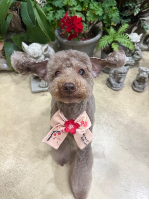 湘南の暮らしを感じる自然素材の空間で仕上げたトイプードルのトリミング｜注文住宅の設計思想を感じる美しいバランス