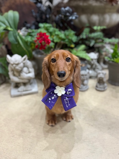 湘南の上質な住空間に映える、シンプルで整ったトリミングスタイル