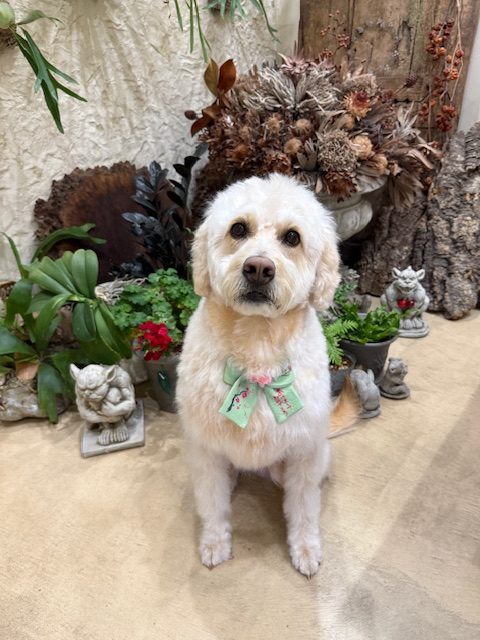 漆喰と無垢材の湘南の住空間に調和する、穏やかなトリミングスタイル