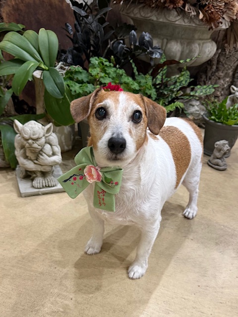 湘南の穏やかな暮らしに合う、自然体のトリミングスタイル