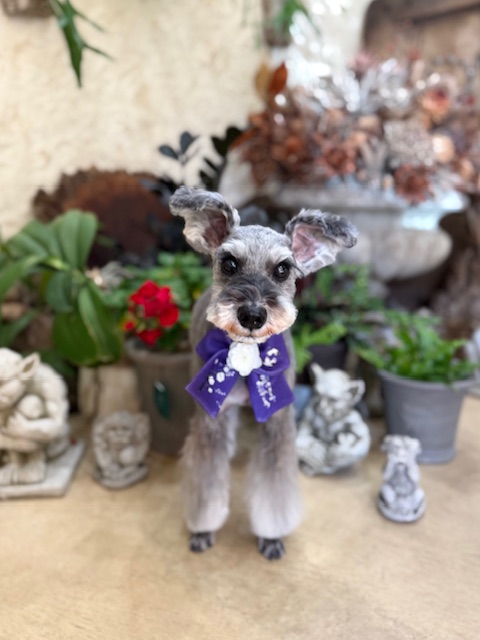 湘南の上質な空間に似合う、凛としたシンプルトリミング