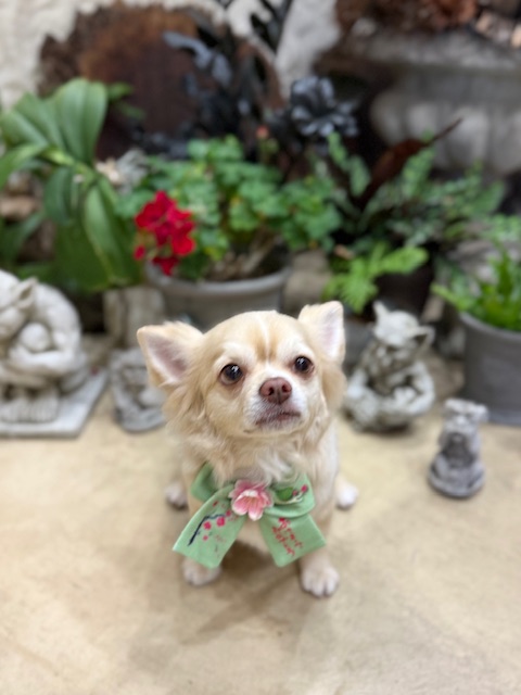 湘南の漆喰空間に調和する、やさしくナチュラルなトリミングスタイル