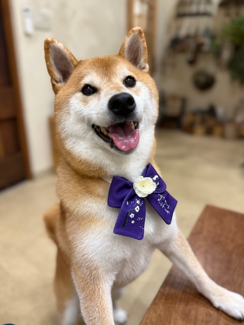 自然素材の住空間に映える、明るく上質なトリミング