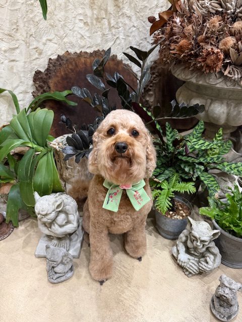 無垢材と漆喰の空間に似合う、ぬくもりあるトリミングスタイル