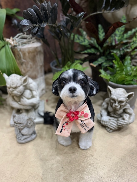 漆喰と植栽のある湘南住宅に調和する、可憐で上質なトリミング