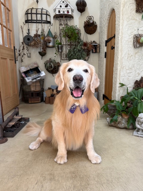 無垢材と漆喰の空間に似合う、ぬくもりあるトリミングスタイル