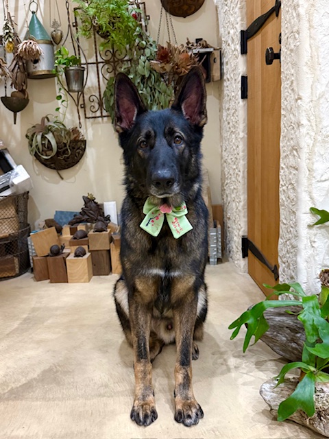 湘南の上質な空間に似合う、凛としたシンプルトリミング