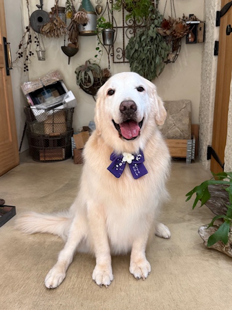 自然素材の住空間に映える、明るく上質なトリミング