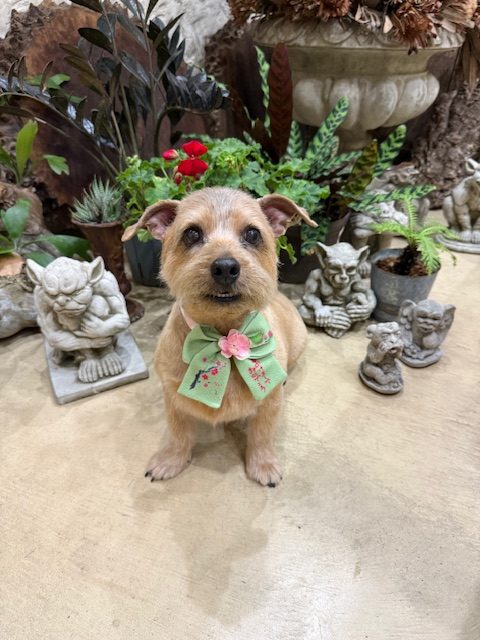 湘南の漆喰空間に調和する、やさしくナチュラルなトリミングスタイル