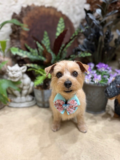 湘南の注文住宅の漆喰空間で撮影した小型犬のトリミング仕上げ写真｜自然素材と調湿に配慮した上質な家づくり