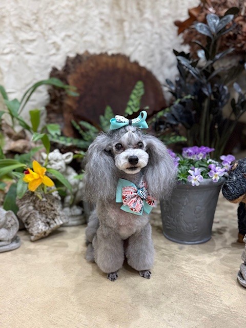 鎌倉・七里ガ浜の漆喰仕上げ空間で撮影したトリミング犬｜調湿と無垢材の家づくりを大切にする工務店の空間