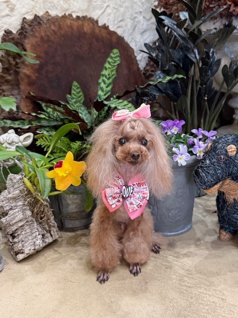 湘南の漆喰住宅を思わせる空間でのトリミング写真｜自然素材と調湿を意識した上質な家づくり