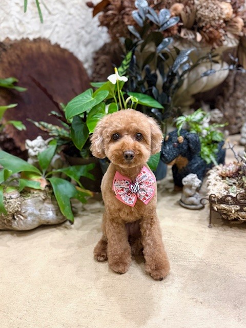 七里ガ浜の注文住宅をイメージした空間でのトリミング犬｜湘南の暮らしと調湿を大切にした工務店の考え方