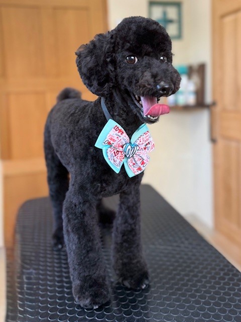 自然素材の室内空間で撮影したトリミング犬の立ち姿｜湘南の注文住宅と調湿設計を意識した空間