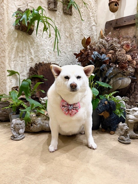 鎌倉の漆喰住宅を思わせる空間でのトリミング犬写真｜自然素材と上質な家づくりの思想