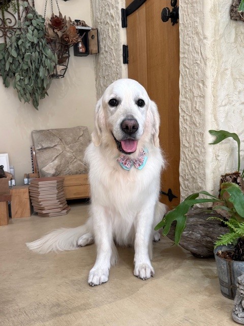 湘南の暮らしを感じる漆喰空間で撮影した大型犬のトリミング写真｜自然素材と調湿を重視した住まいの考え方