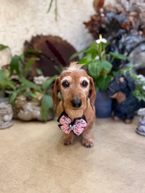 七里ガ浜の自然素材空間で撮影したトリミング犬｜注文住宅と湘南の暮らしを大切にする工務店の空気感