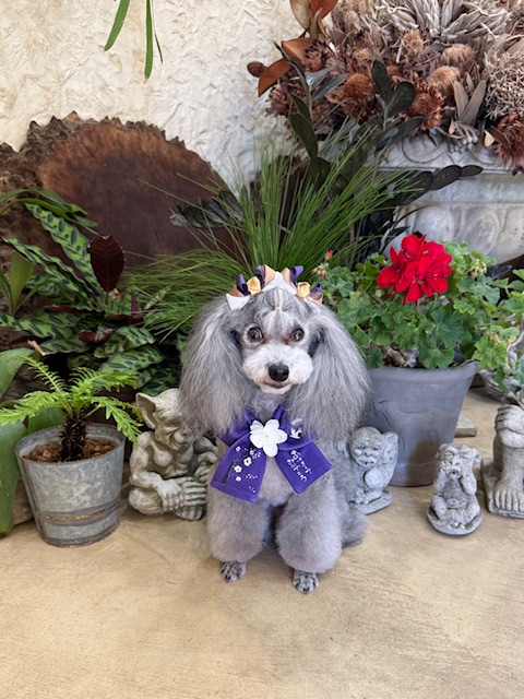 漆喰と植栽のある湘南の住空間に調和する、繊細で上質なトリミング