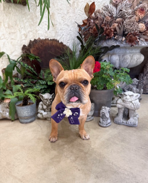 自然素材の住空間に映える、コンパクトで整ったトリミング