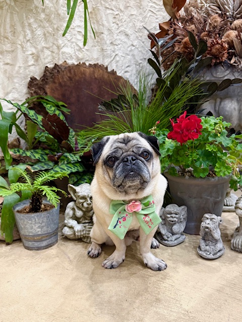 湘南の漆喰空間に似合う、落ち着きのあるナチュラルトリミング