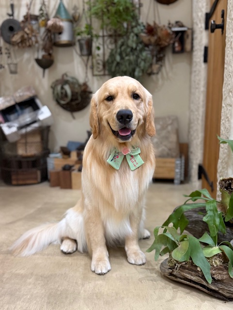 無垢材と漆喰の湘南住宅に調和する、ぬくもりあるトリミング