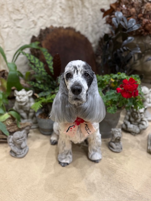 湘南の上質な住空間に似合う、端正で落ち着いたトリミング