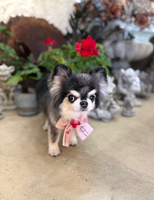 湘南の自然素材住宅に調和する、静かな個性のトリミングスタイル