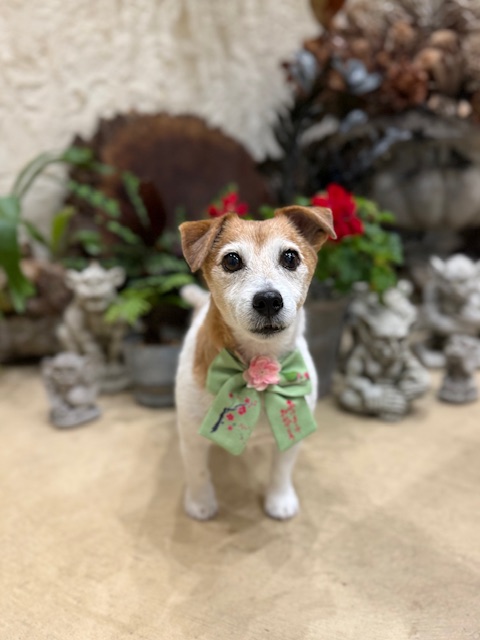 漆喰と植栽のある湘南の暮らしに合う、素朴でやさしいトリミング