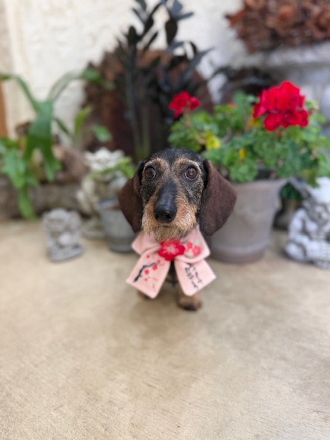 湘南の自然素材空間に似合う、落ち着いたナチュラルトリミング