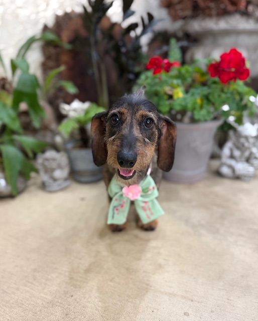 漆喰と植栽のある湘南の暮らしに合う、軽やかなトリミング