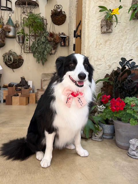 無垢材と漆喰の湘南住宅に調和する、存在感のある上質トリミング