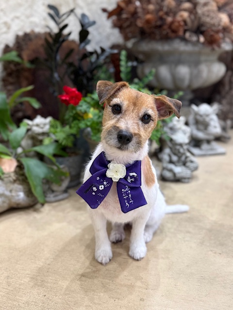 湘南の上質な住空間に似合う、端正で可愛らしいトリミング