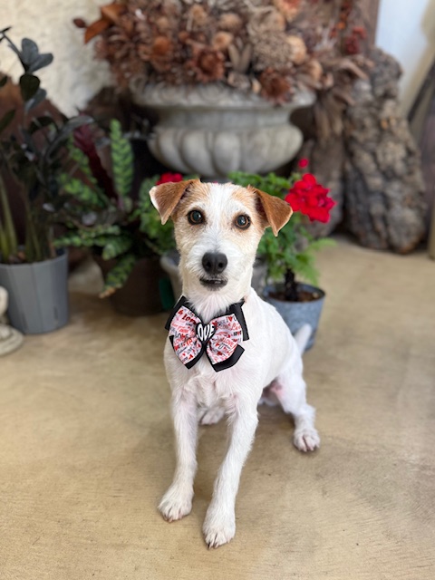 漆喰と自然素材の湘南の住空間に調和する、端正なトリミングスタイル