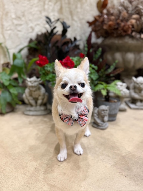 漆喰と植栽のある湘南の暮らしに合う、軽やかなトリミングスタイル