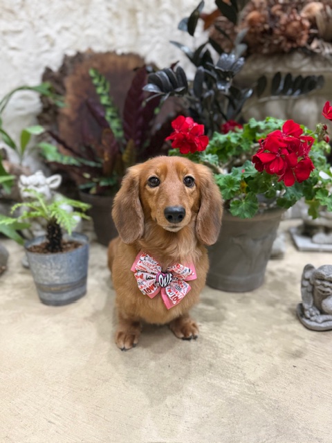 湘南の自然素材住宅に調和する、可憐で落ち着いたトリミング