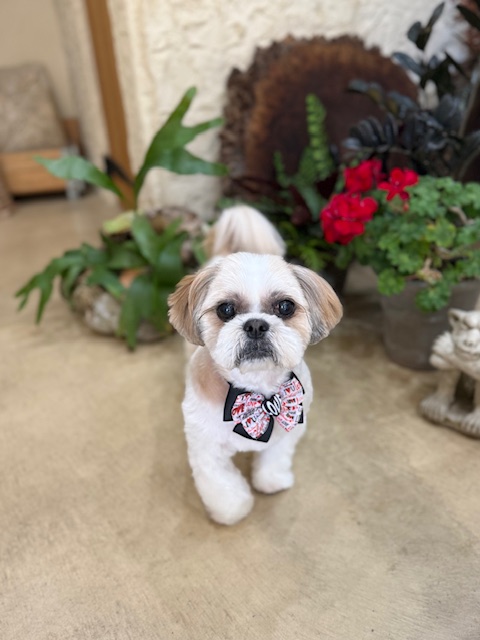 漆喰と植栽のある湘南住宅に合う、素直でやさしいトリミング