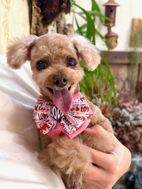 自然素材の湘南の住空間に映える、笑顔が魅力の上質トリミング