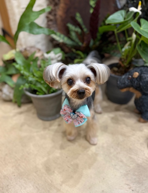 漆喰と植栽のある湘南の住空間に調和する、洗練されたトリミングスタイル