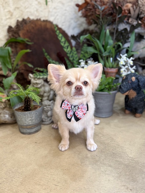 鎌倉の工務店テピーハートの漆喰壁の前でくつろぐロングコートチワワ