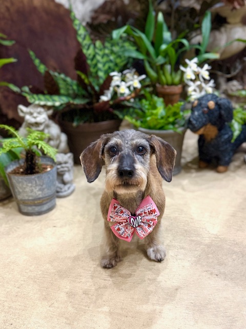 自然素材の温かみを感じる空間でリラックスするワイヤーヘアードミニチュアダックスフント