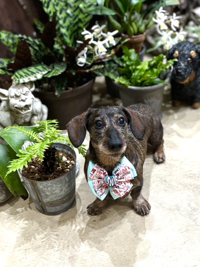 ネイチャーデザインの背景に馴染むワイヤーヘアードミニチュアダックスフント