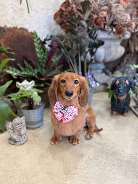 七里ガ浜の工務店テピーハートが提案する無垢材の質感とミニチュアダックスフント