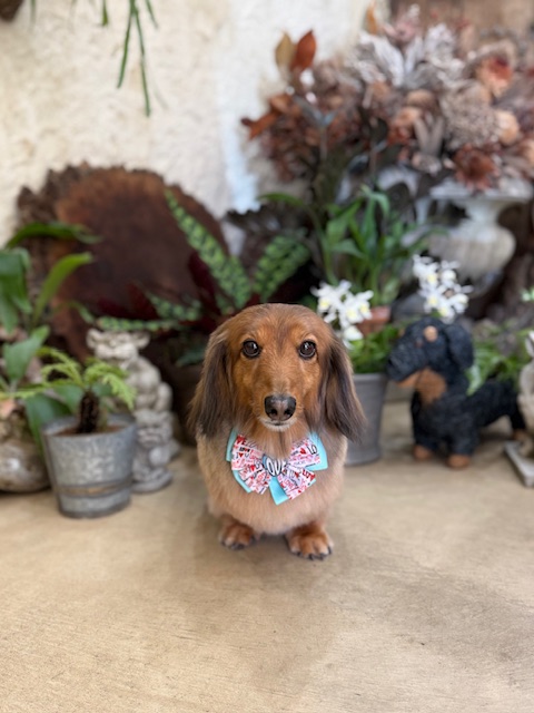 湘南の工務店テピーハートの漆喰壁の前でブルーのリボンをつけたミニチュアダックスフンド