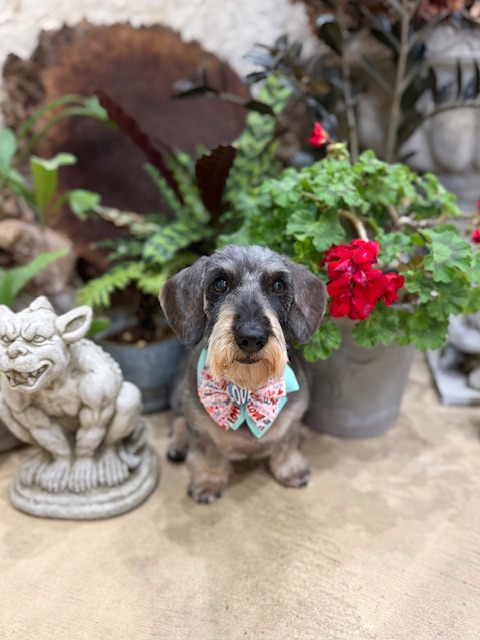 鎌倉の工務店テピーハートが手掛ける漆喰壁の家でリラックスするワイヤーダックスフンド