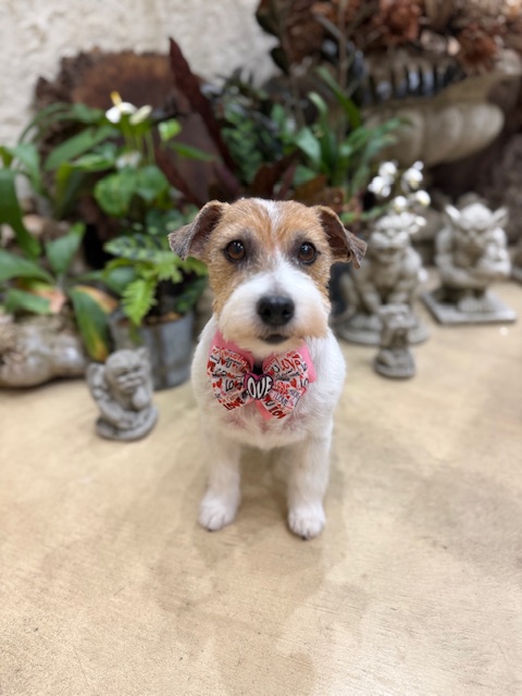 鎌倉の工務店テピーハートの漆喰壁と自然素材に囲まれてリラックスするジャックラッセルテリア