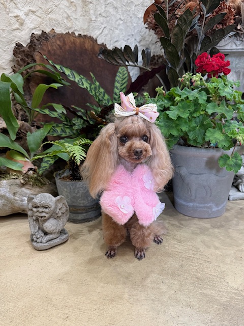 トイプードルが、ピンクのファーのスタイと、ゴールドのドット柄のリボンを着用し、木の輪切りのオブジェを背景に、左官仕上げの床に座っている。周囲には、赤い花（ゼラニウム）が咲く鉢植え、スタッグホーン・フェーン（ビカクシダ）、そして1体のガーゴイルの石像が配置されている。