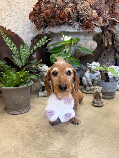 ワイヤーヘアード・ダックスフンドが、白と紫のファーのスタイを着用し、左官仕上げの床に座っている。周囲には、テラコッタの鉢に植えられたカラテアや、職人が手作りした2体のシーサーの石像、そして背景にはアンスリウムや大きなアンティーク調の鉢が配置されている。